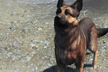 Fallout 4’te Dogmeat’i canlandıran Alman kurdu River ile tanışın