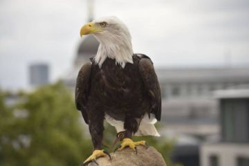 Eagle Vision mı demiştiniz?